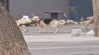 Konyada sahipsiz köpekler kediyi parçaladı