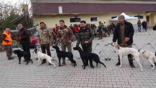 Köpekler en gözde özellikleriyle yarıştı