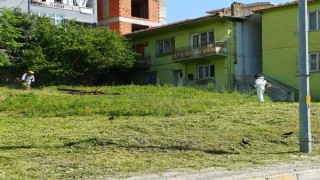 Körfezde yabani otlarla mücadele sürüyor
