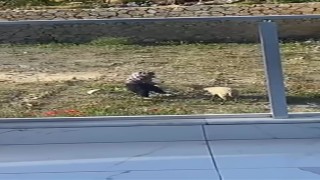 Koyuna tekme atıp, iple eziyet eden şahıs gözaltına alındı