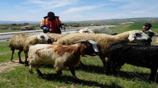 Küçükbaş hayvanların peşinde geçen ömür: Çocuklarımız gibi bakıyoruz