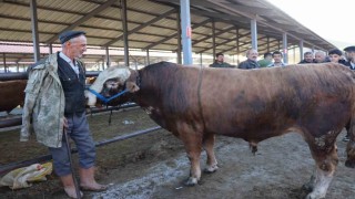 Kurban Bayramı öncesi hayvan pazarlarında hareketlilik başladı