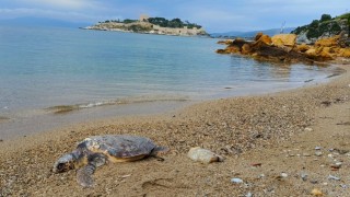 Kuşadasında deniz kaplumbağası kıyıya vurdu
