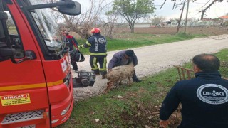 Kuyuya düsen koyun itfaiye ekipleri tarafından kurtarıldı