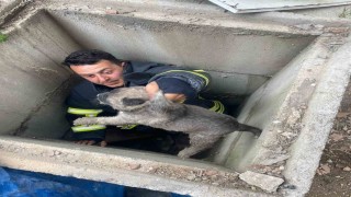 Kuyuya düşen yavru köpekleri itfaiye kurtardı