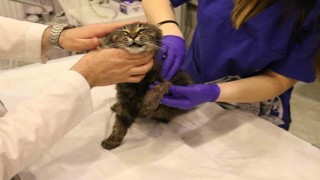 Lastikle patisi bağlanan kedi ayağını kaybedebilir