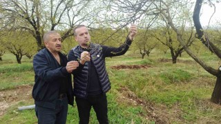 Malatyada kayısıyı dolu vurdu