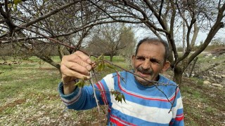 Malatyada zirai don meyve ağaçlarını vurdu