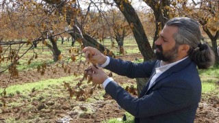 Malatyada zirai dondan etkilenen ağaçlar için uzmanlardan önemli uyarı