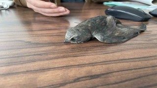 Malazgirtte bitkin halde bulunan ebabil kuşları koruma altına alındı