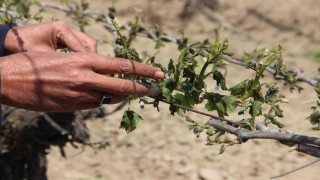 Manisada don afeti üzüm bağlarına büyük zarar verdi