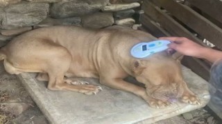 Manisada pitbull besleyen iki kişiye 304 bin lira ceza