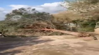 Mardinde hortum çatıları uçurdu, ağaçları devirdi