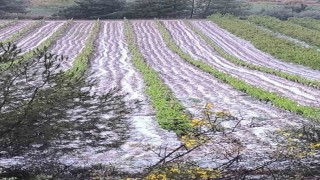 Mersinde dolu tarım ürünlerine zarar verdi