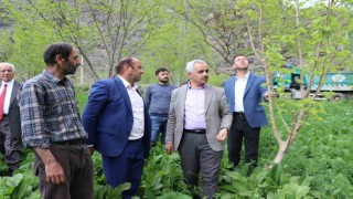 Meyve deposu Ayvalı Mahallesinde don meyve ağaçlarına zarar verdi