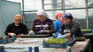 Milyonlarca sebze fidesi Erzincan seralarında büyüyor