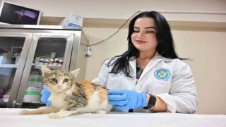 Minik Patiler Kliniğinde kısırlaştırılan kedi sayısı 3 bini geçti