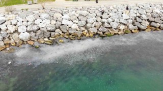 Moda Sahilini denizanası bastı: Dron ile böyle görüntülendi