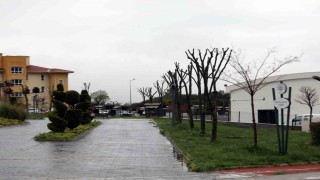 Muğlada ağaçlara gençlik aşısı