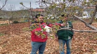 Muğlada don afeti sonrası ön hasar tespit çalışmaları başladı