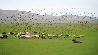 Muş Ovasında kuzu ve kuşların cıvıl cıvıl sesi görenlere huzur veriyor