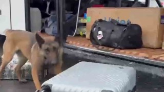 Narkotik madde arama köpeği HERAdan kaçamadılar