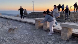Nemrut Dağındaki sevimli tilki, yerli ve yabancı turistlerin ilgi odağı oldu