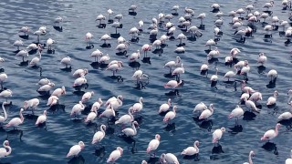 Niğdede flamingoların görsel şöleni havadan görüntülendi