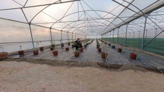 Niğdede yaban mersini üretimi başladı