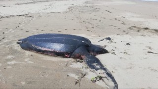Okyanusların ‘şampiyonu Sakaryada ölü olarak sahile vurdu