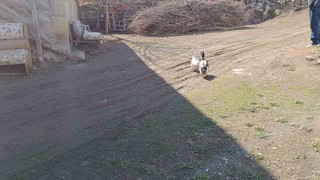 Ördekle kurduğu dostluk dikkat çekiyor