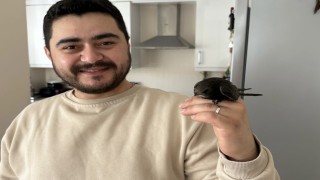 Orduda esnafın davetsiz misafiri: Atmaca zannetti, ebabil kuşu çıktı
