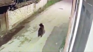 Ormanda yiyecek bulamayan ayının mahalleye indiği anlar kamerada
