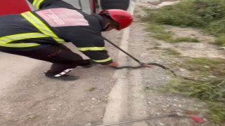 Osmaniye’de Elektrik Panosuna Giren Yılan İtfaiye Tarafından Kurtarıldı