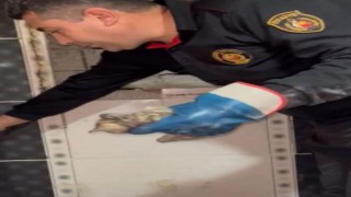 Osmaniye’de Havalandırma Boşluğuna Düşen Yavru Kedi İtfaiye Tarafından Kurtarıldı
