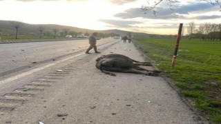 Otomobil hayvana çarptı: 1 yaralı