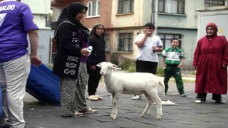 (Özel) Kuzuya evlatları gibi bakıyorlar