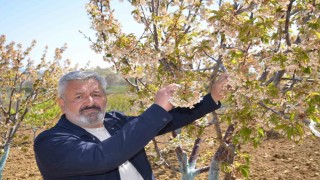 (ÖZEL) Türkiyenin en Erkenci kirazını da don vurdu