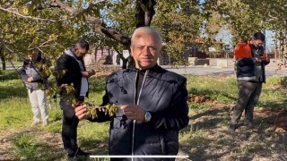 Özköse, zirai donun vurduğu kayısı bahçesinde incelemelerde bulundu