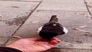 Saksağan ile ilçe esnafının renkli görüntüleri ilgi gördü