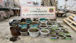 Saksıya ektiği 82 kenevir ile yakalandı