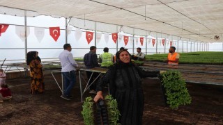 Şanlıurfa bu sene de acıya doyacak