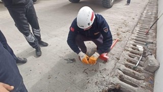 Şanlıurfada mazgala düşen yavru kedi kurtarıldı