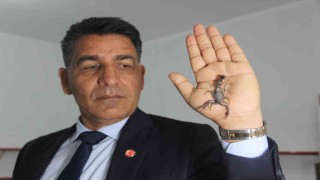 Şanlıurfalı akrep üreticisinden, bakanlığın Anadolu akreplerini koruma kararına destek