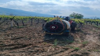 Sarıgölde yağmur sonrası bağlarda ilaçlama çalışması başladı
