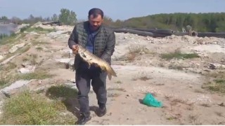 Sazanı ekskavatörle kurtarıp serbest bıraktı
