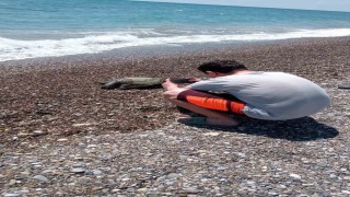 Serikte ölü caretta caretta sahile vurdu