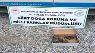 Siirtte kaçak sincap avlayan şahsa 101 bin lira para cezası