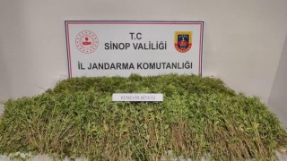 Sinopta bahçesinde 31 bin 265 kök kenevir ele geçen vatandaş konuştu: Yasal ekilen kenevirden dökülen tohumlar