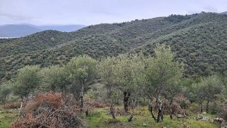 Sinopta Delice zeytin ağaçları ekonomik değere dönüşüyor